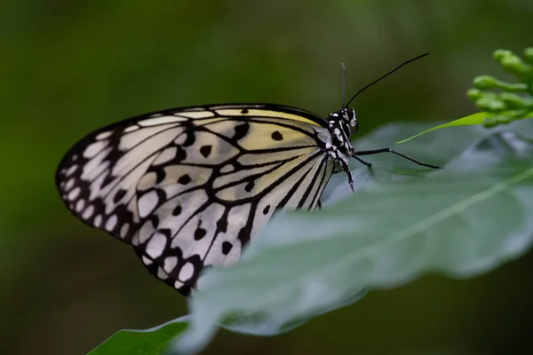 Primer Plano Una Mariposa Idea Leucina Sobre Una Hoja Naturaleza —  Fotos de Stock