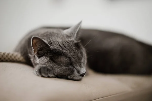 Ett Närbild Skott Graciös Grå Katt Sover Soffa — Stockfoto