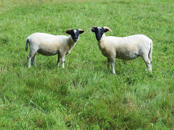 Duas Cabras Grama Olhando Para Câmera — Fotografia de Stock