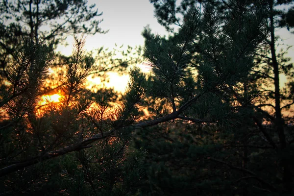 Ένα Κοντινό Πλάνο Του Ηλιοβασιλέματος Μέσα Από Ψηλά Δέντρα Στο — Φωτογραφία Αρχείου