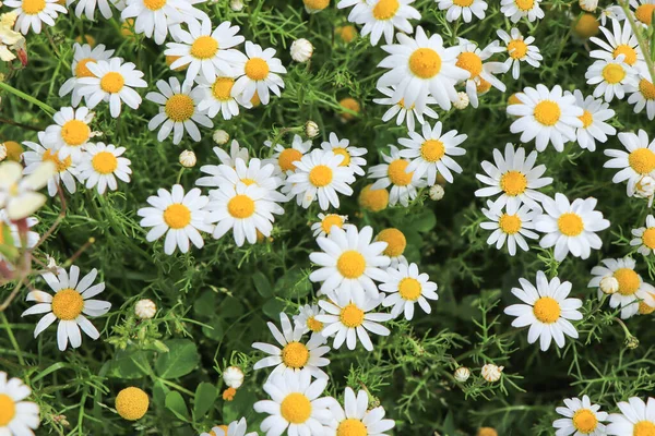 Tiro Alto Ángulo Hermosas Flores Margarita Prado Cubierto Hierba —  Fotos de Stock