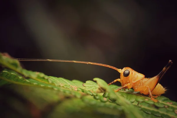 Gros Plan Grillon Sur Une Feuille Verte — Photo