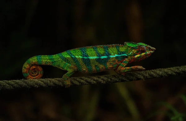 Detailní Pohled Chameleón — Stock fotografie