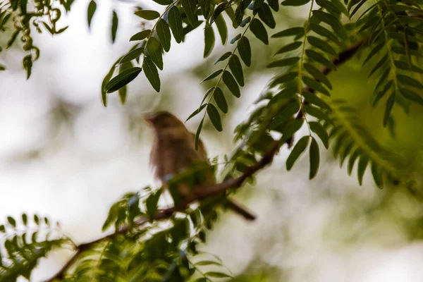 Low Angle Shot Sparrow Sitting Branch Tree — Stock Photo, Image