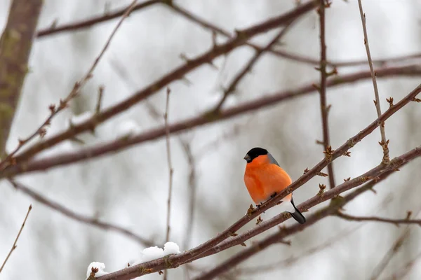 Adorable Pinzón Multicolor Posado Sobre Una Rama Nevada — Foto de Stock