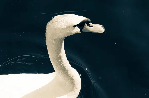 Selective Focus Shot White Swan Water — Stock Photo, Image