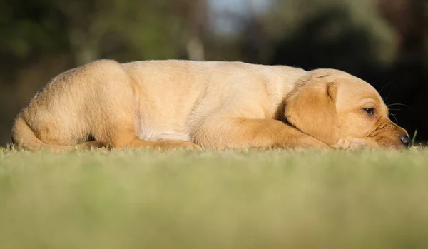 Primer Plano Lindo Cachorro Labrador Amarillo Acostado Hierba — Foto de Stock