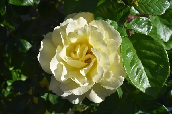 Scotland United Kingdom Jun 2017 Closeup Shot Yellow Garden Rose — 스톡 사진