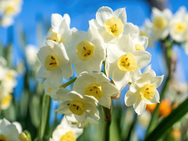 Narciso Tazetta Paperwhite Flor Narciso Narciso Daffodil Flor — Fotografia de Stock