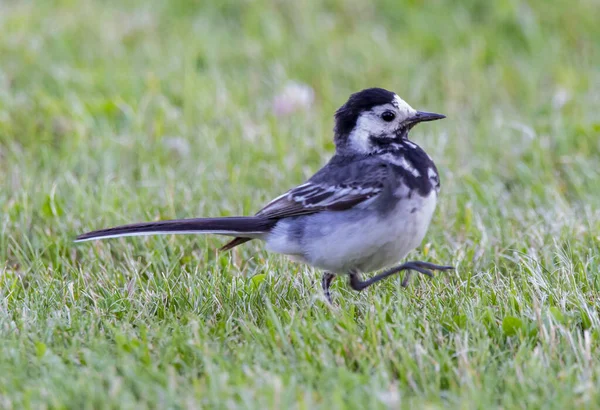 Μια Επιλεκτική Εστίαση Της Όμορφης White Wagtail Πουλί Στο Χορταριασμένο — Φωτογραφία Αρχείου