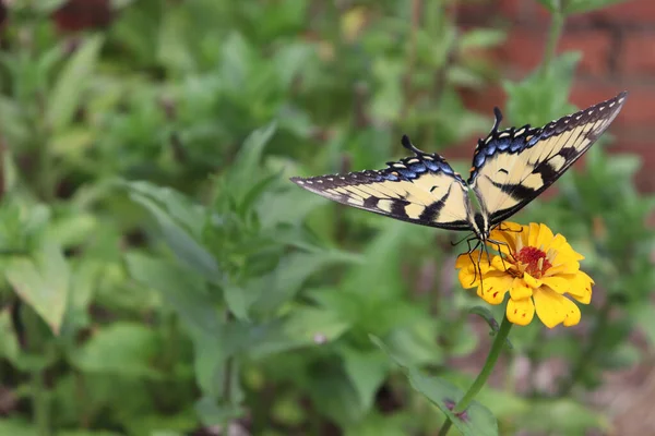 Primer Plano Una Hermosa Mariposa Pie Sobre Una Flor Caléndula —  Fotos de Stock