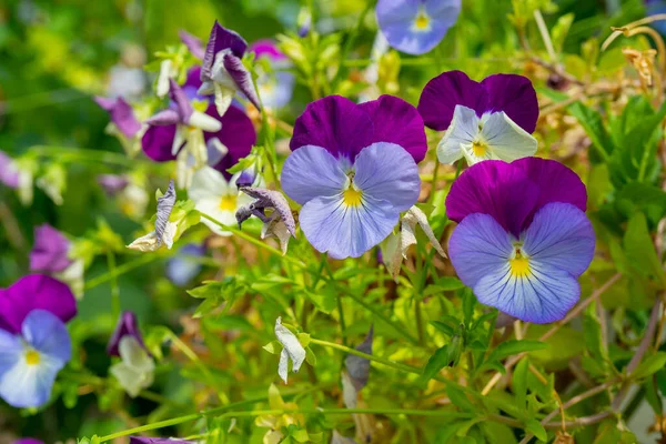 Zbliżenie Ujęcie Kwitnącego Purpurowego Pansy Kwiaty — Zdjęcie stockowe