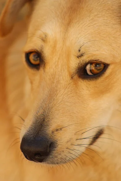 Işıkların Altında Bulanık Bir Geçmişi Olan Kızıl Bir Köpeğin Portresi — Stok fotoğraf