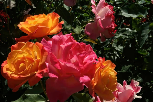 Las Rosas Color Rosa Naranja Jardín Seattle — Foto de Stock