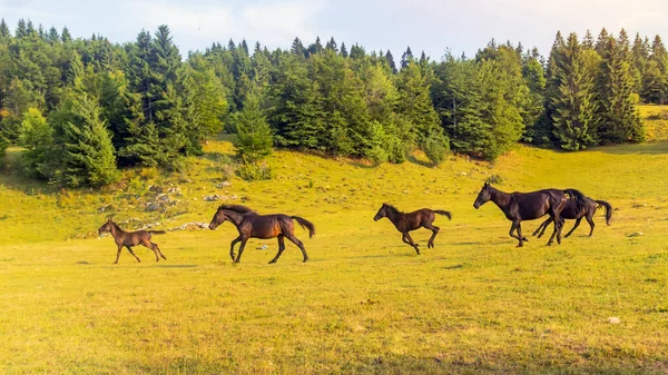 Groupe Chevaux Bruns Qui Courent Dans Champ — Photo