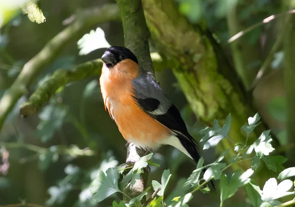 Closeup Eurasian Bullfinch Branch Tree — Stock Photo, Image