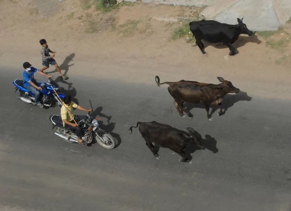 印度Ahmedabad 2016年11月16日 两个摩托车和一个男孩在三头黑牛后面做的俯瞰画面 — 图库照片