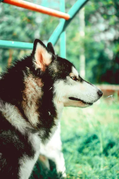 Hermosa Filipinas Janeiro 2018 Cão Husky Siberiano Preto Branco Parque — Fotografia de Stock