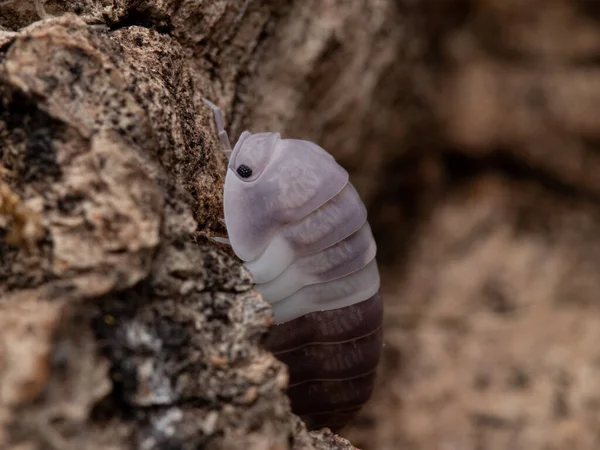 Closeup Shot Woodlouse Its Natural Habitat — Stock Photo, Image