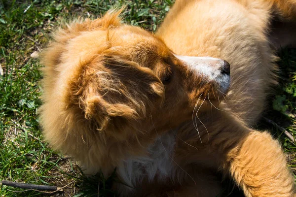 Porträt Eines Hundes Park — Stockfoto