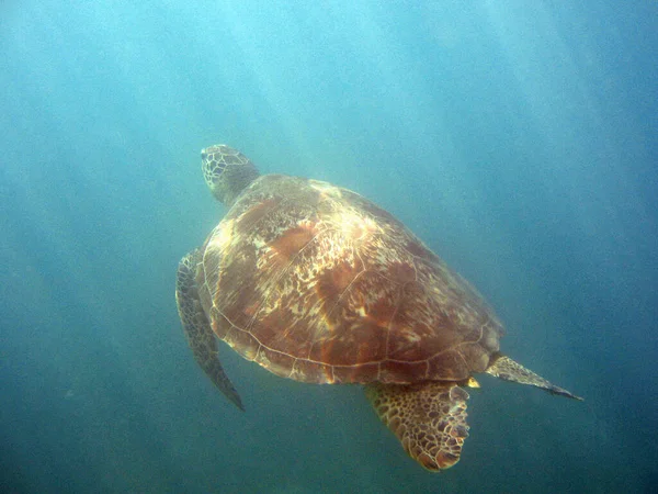 Gros Plan Une Tortue Mer Nageant Dans Une Eau Bleue — Photo