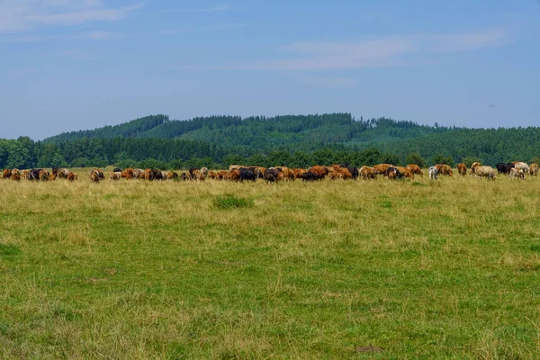 Herd Sheep Field — Stock Photo, Image