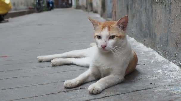Кошка Сидит Улице — стоковое видео