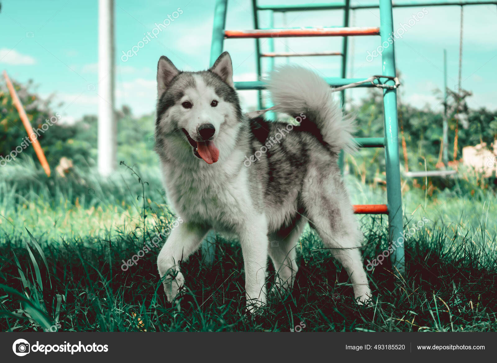 Hermosa Philippines Jan 2018 Cute Black White Siberian Husky Dog