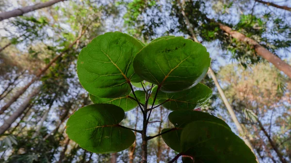 Tiro Close Plantas Selvagens Prósperas Uma Floresta Pinheiros — Fotografia de Stock