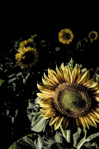 Vertical Shot Growing Sunflowers — Stock Photo, Image