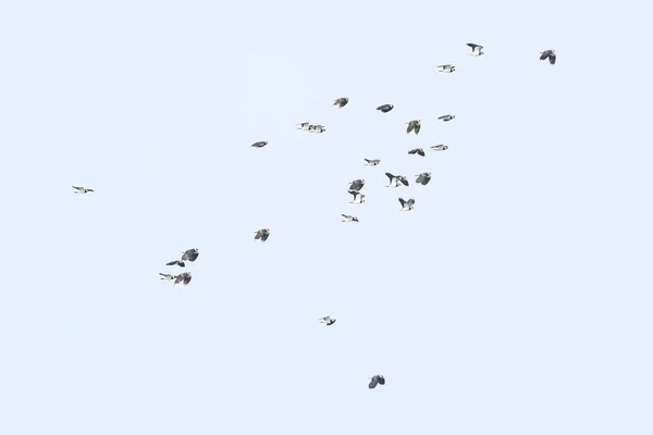 Een Lage Hoek Opname Van Vogelstand Vliegend Het Daglicht Lucht — Stockfoto