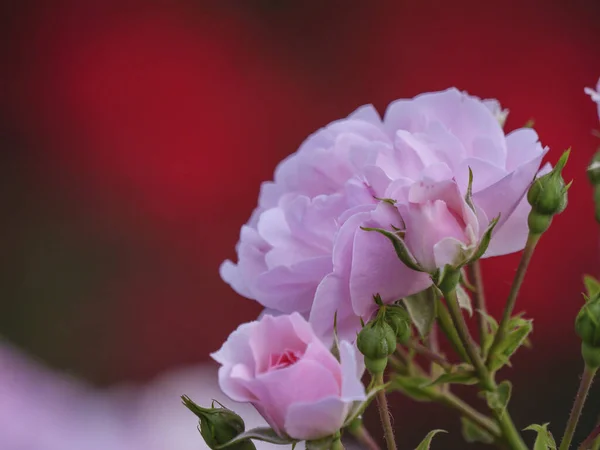 Eine Selektive Fokusaufnahme Einer Schönen Rosa Rose Freien Bei Tageslicht — Stockfoto