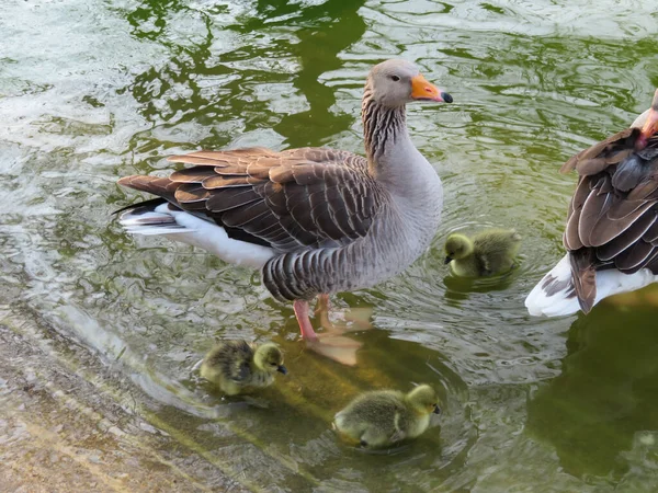 Greylag Liba Anser Anser Felnőtt Kiskacsák Vízben — Stock Fotó