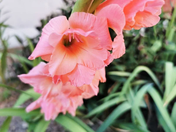 Eine Nahaufnahme Schöner Malvenblüten Die Einem Garten Wachsen — Stockfoto