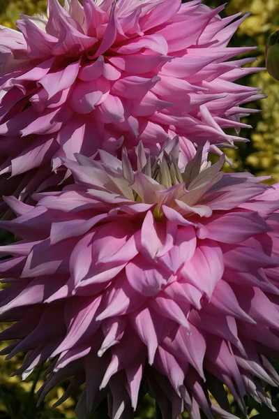 Vertical Shot Pink Georgina Flowers Garden Seattle — Stock Photo, Image