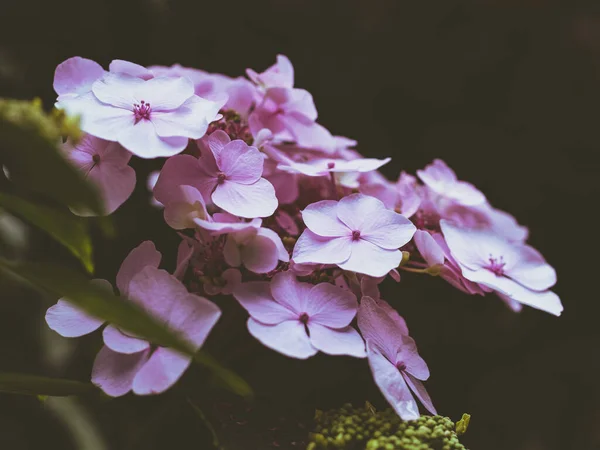 Gros Plan Fleurs Florissantes Phlox Jardin — Photo