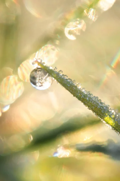 Una Imagen Macroscópica Una Gota Agua Congelada Borde Tallo Hierba —  Fotos de Stock