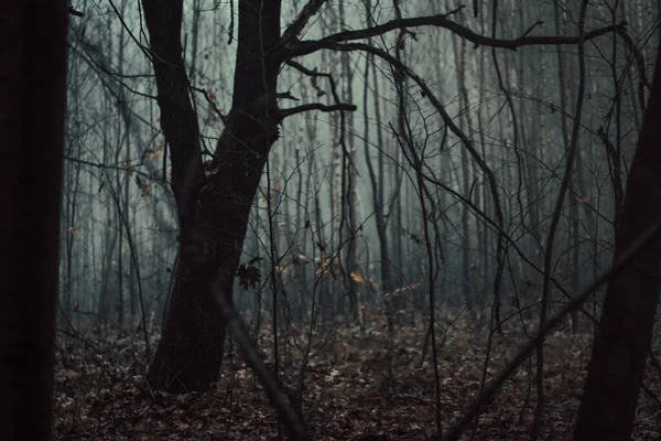 Une Forêt Dense Sombre Par Une Journée Brumeuse — Photo