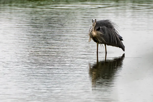 Flachbild Eines Reihers Teich — Stockfoto