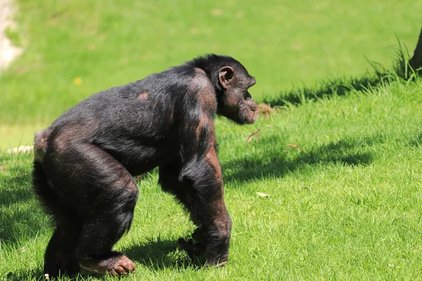 緑の草の中にチンパンジーが立っている サイドビュー — ストック写真