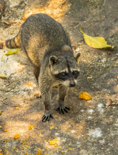 Adorável Guaxinim Zoológico Nacional Cuba — Fotografia de Stock