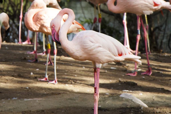 Een Groep Flamingo Een Strand — Stockfoto