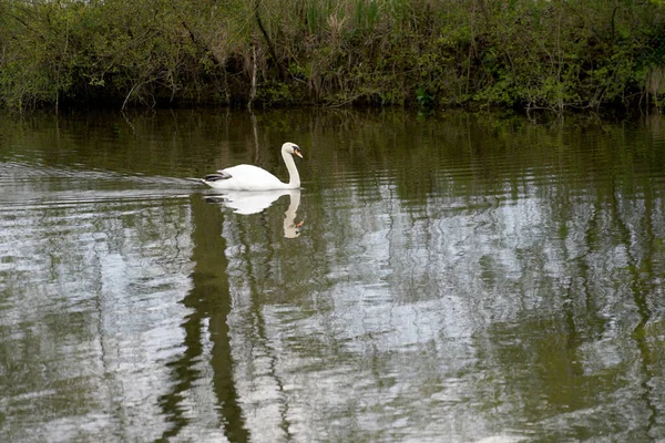 아름다운 백조가물에 반사되어 연못에서 헤엄치고 — 스톡 사진