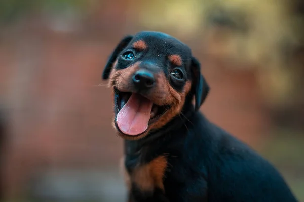 Płytkie Ujęcie Uroczego Szczeniaka Rottweiler Otwartymi Ustami — Zdjęcie stockowe