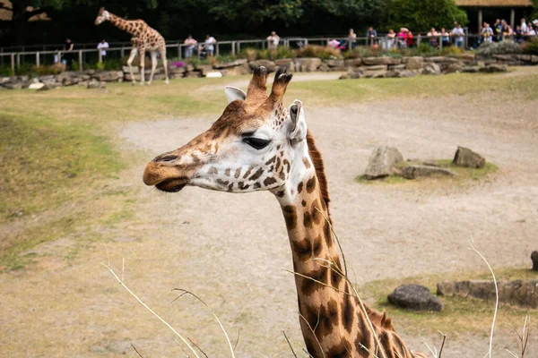Une Mise Point Sélective Visage Une Girafe Dans Zoo Sur — Photo
