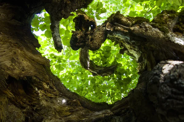 Ein Blick Auf Die Blätter Vom Boden Des Baumes — Stockfoto