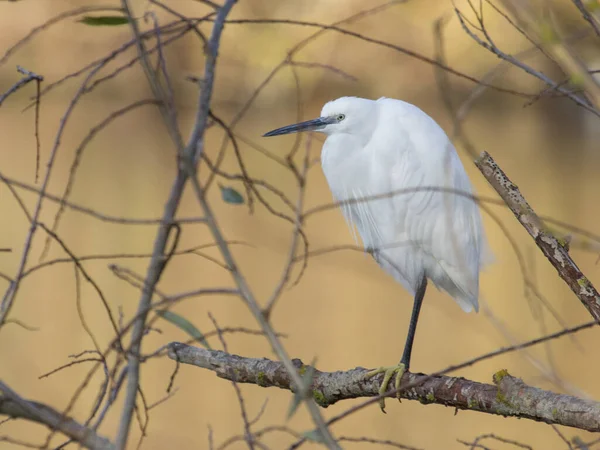 White Little Egret Bird Perched Branch — Stock Photo, Image
