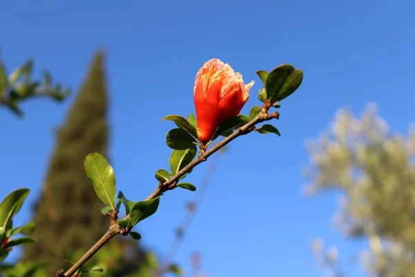 開花期にはザクロの花が咲き始めるザクロの木の枝 — ストック写真