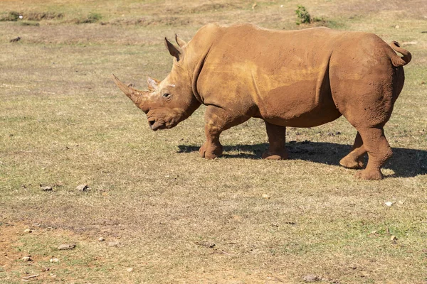 들판에 코뿔소 — 스톡 사진
