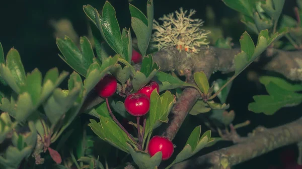 Die Roten Blüten Und Grünen Blätter Auf Schwarzem Hintergrund — Stockfoto